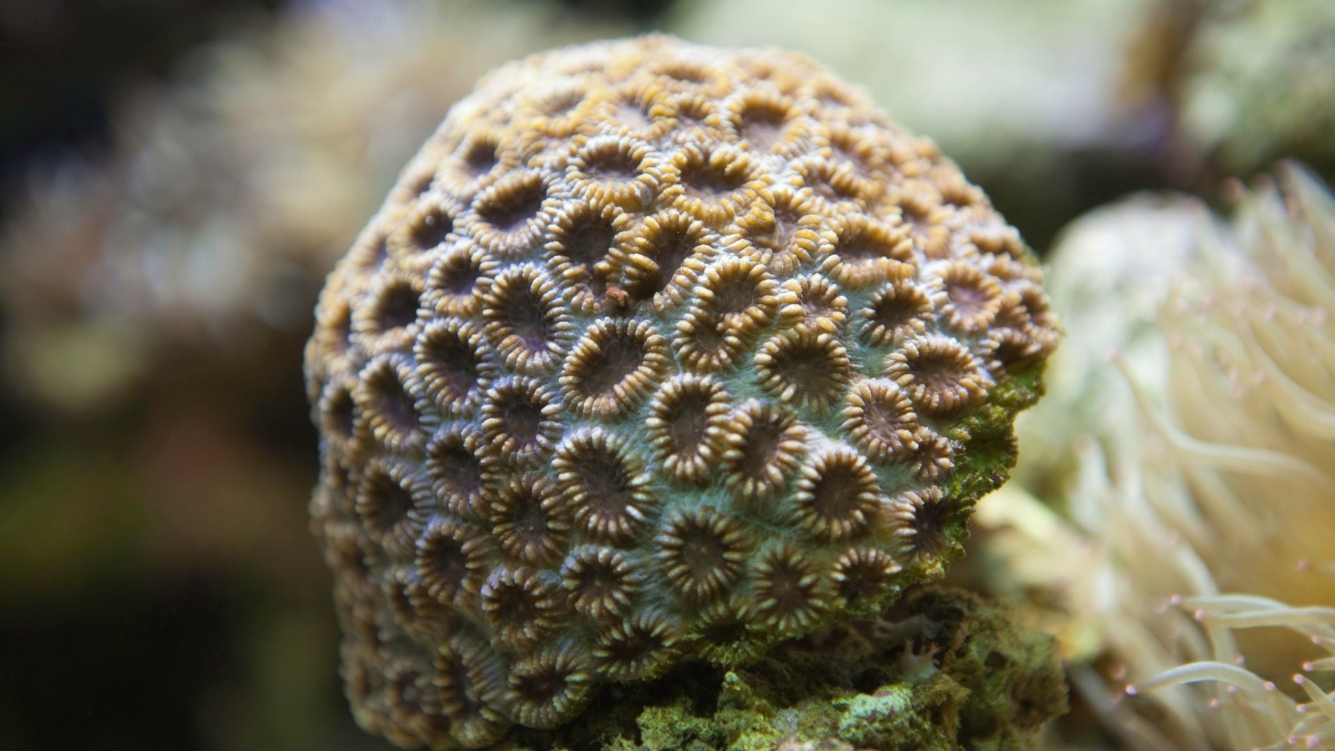 Close up of a round stony coral structure