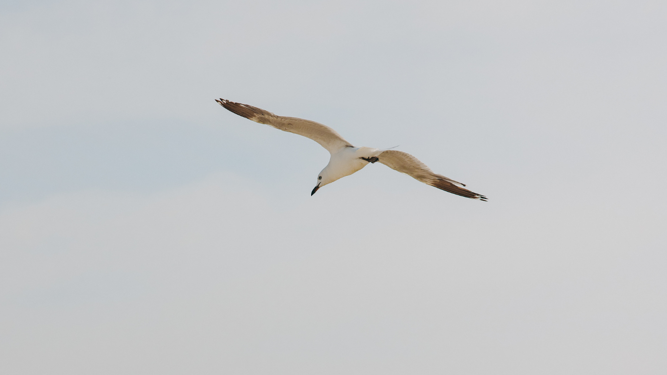 Seagull flying in a clear sky