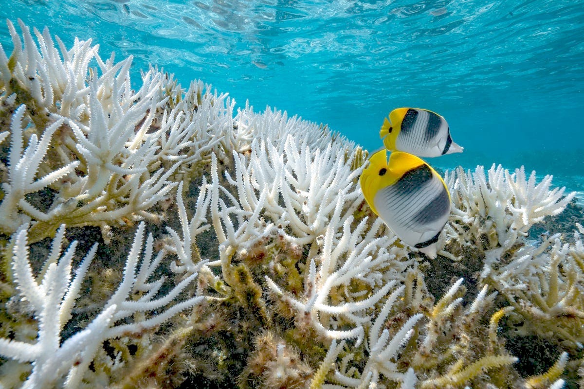 Coral bleaching