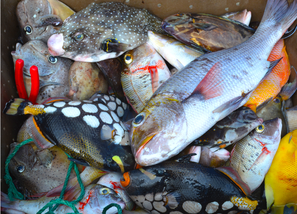 Dead reef fish in a fisherman's basket