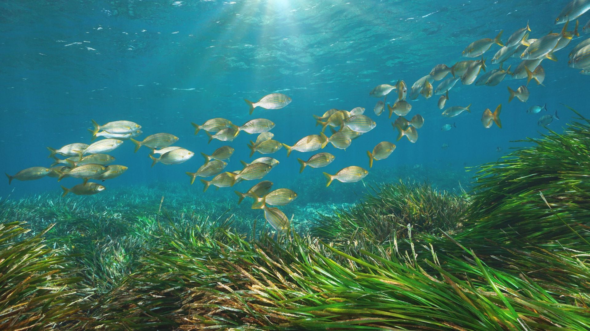 Fish swimming above a seagrass meadow