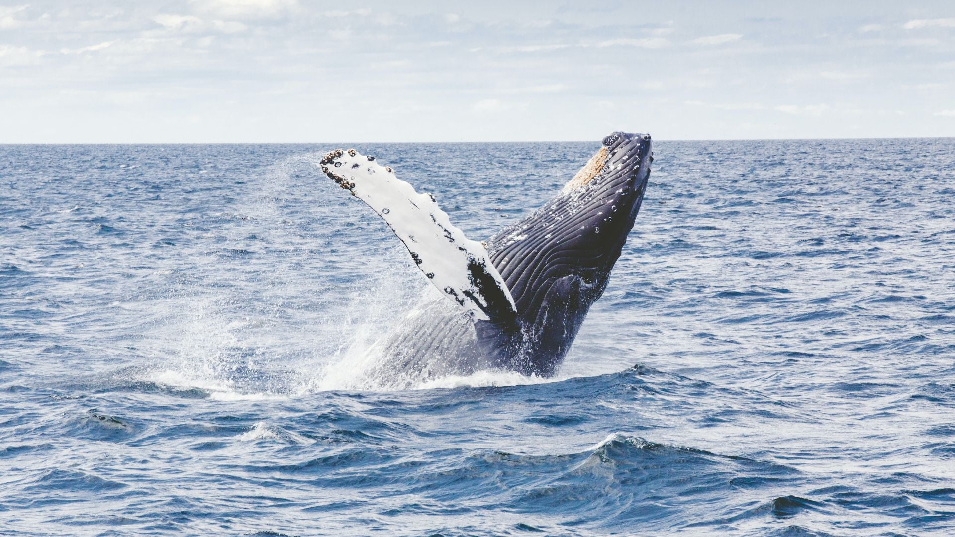 A whale breaching