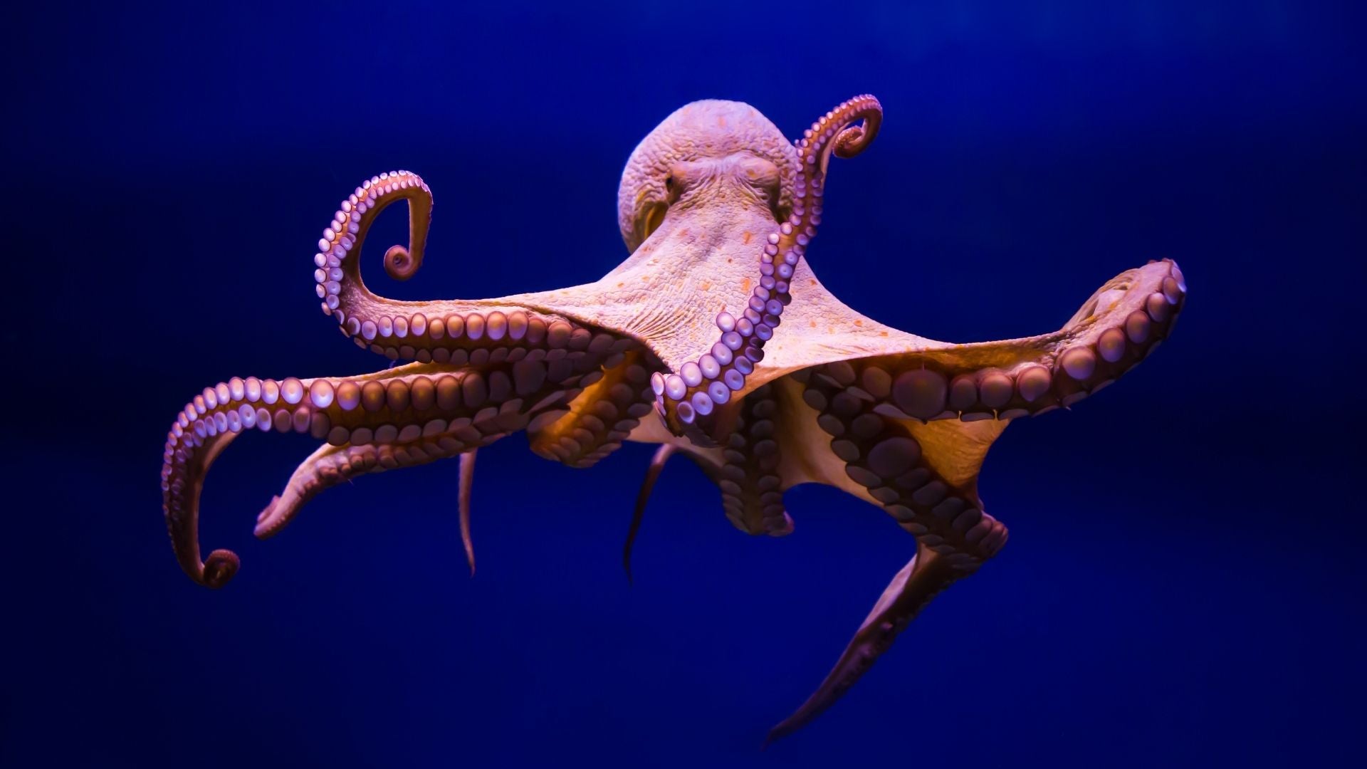 A pink Octopus (Cephalopod)