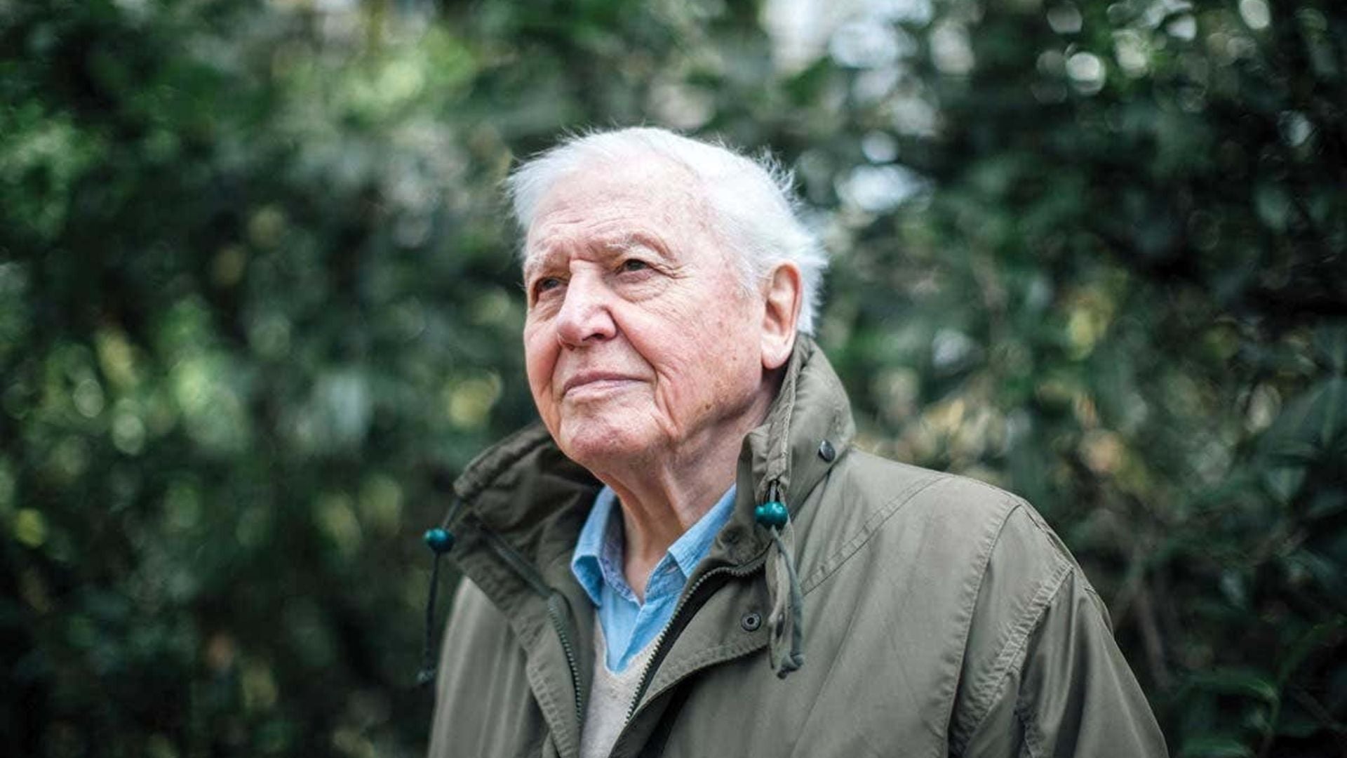 David Attenborough in a documentary