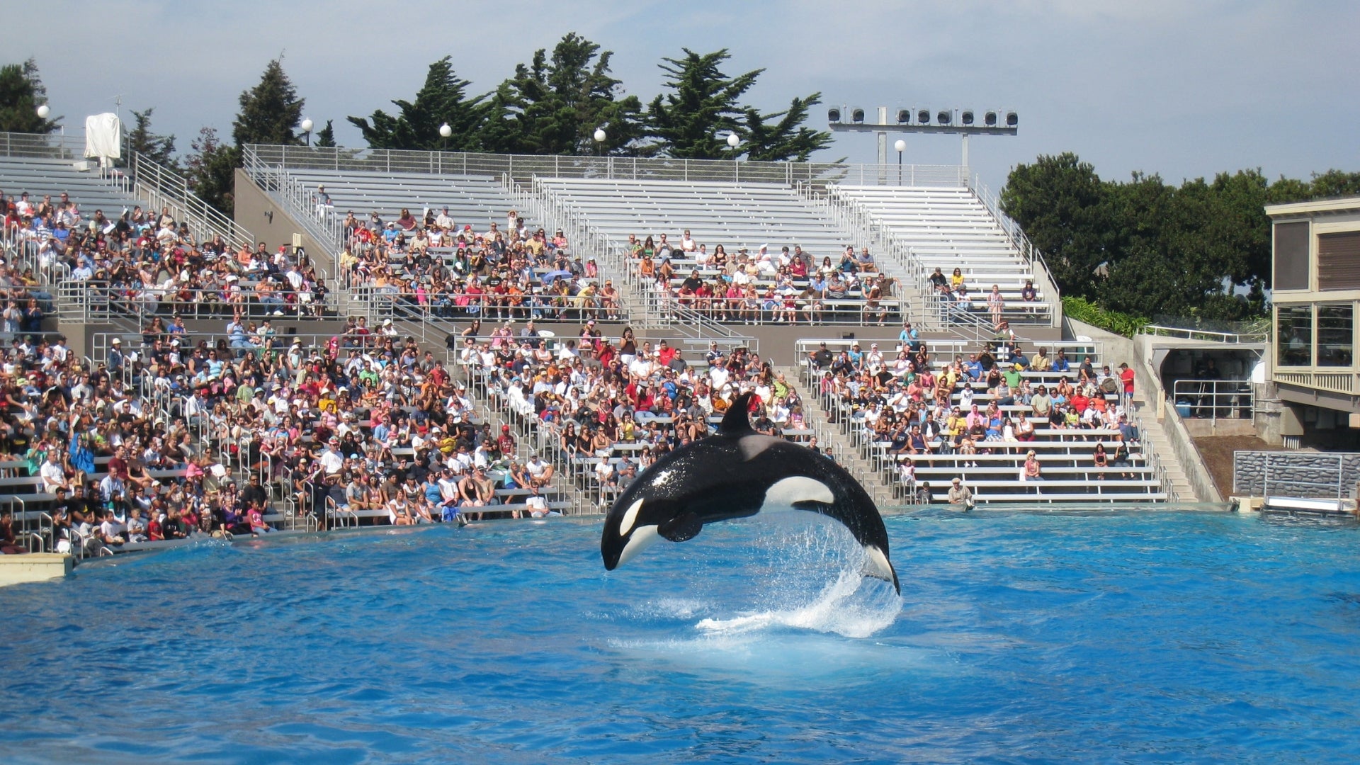 An orca doing a trick in front of a crowd at a Sea World Resort