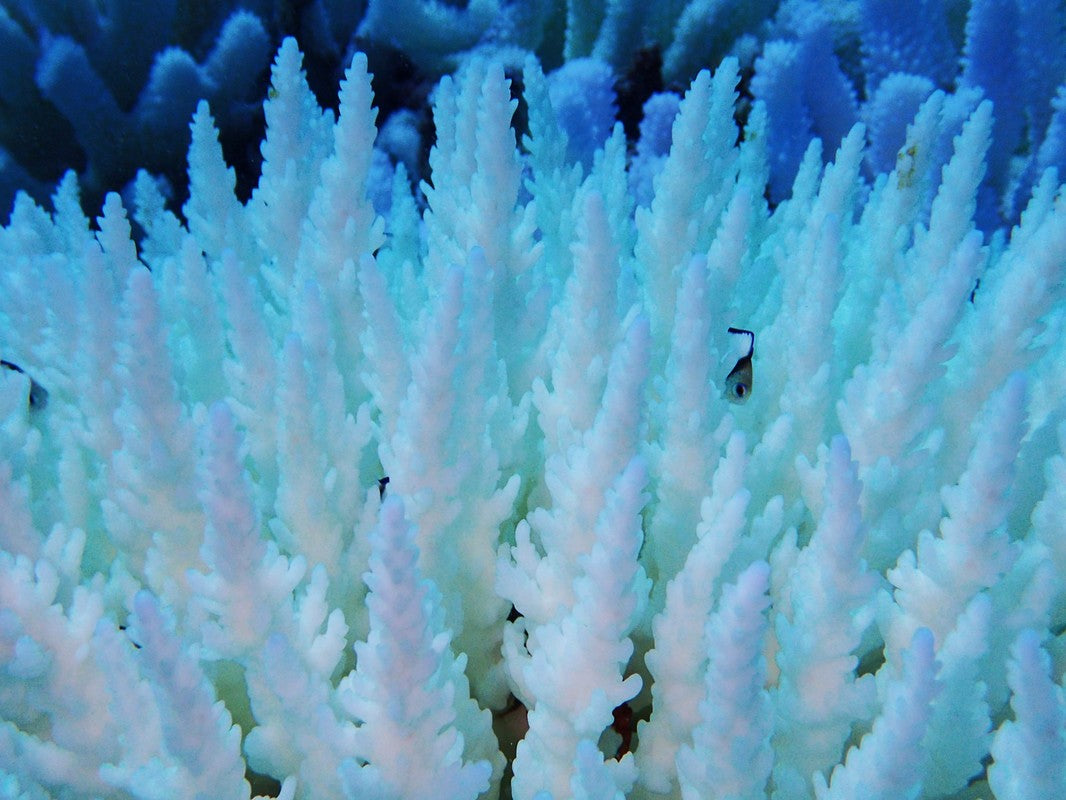 How +2°c can kill a coral reef