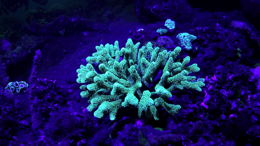 Corals may be wearing nature's best sunscreen