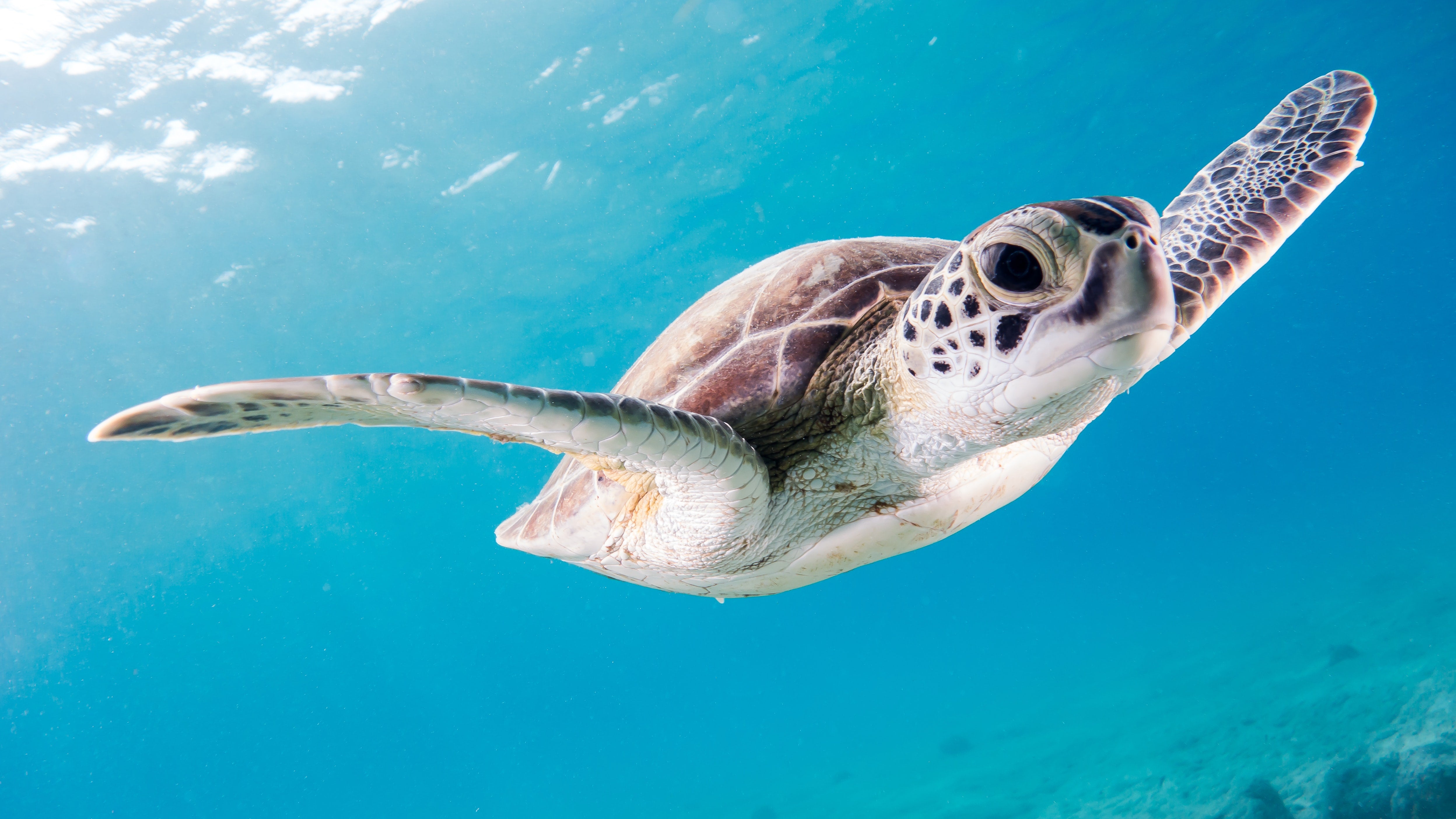 5 Amazing Turtle Facts to Know for World Turtle Day